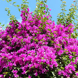Floare de Hartie Bougainvillea Sanderiana, columnar