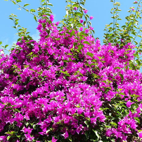 Floare de Hartie Bougainvillea Sanderiana, columnar