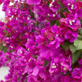 Floare de Hartie Bougainvillea Sanderiana, columnar