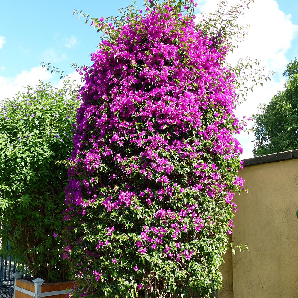 Floare de Hartie Bougainvillea Sanderiana, columnar