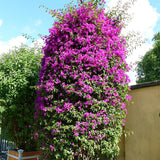 Floare de Hartie Bougainvillea Sanderiana, columnar