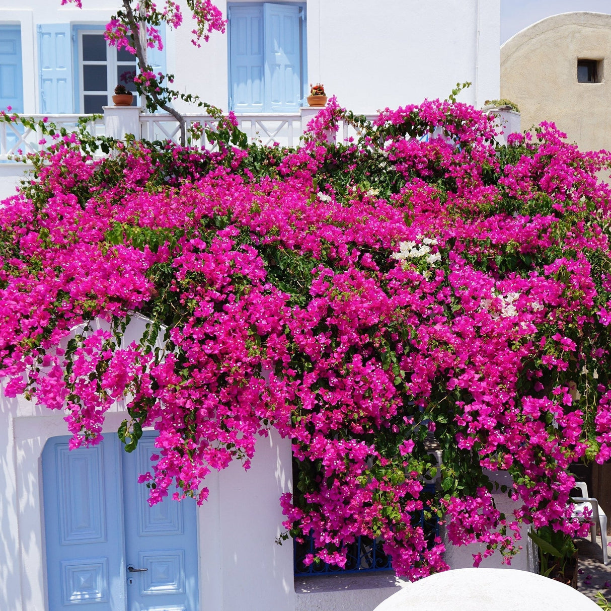 Floare de Hartie Bougainvillea Sanderiana, columnar