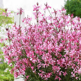 Floarea Albinei (Gaura Lindheimeri), cu flori roz-albe