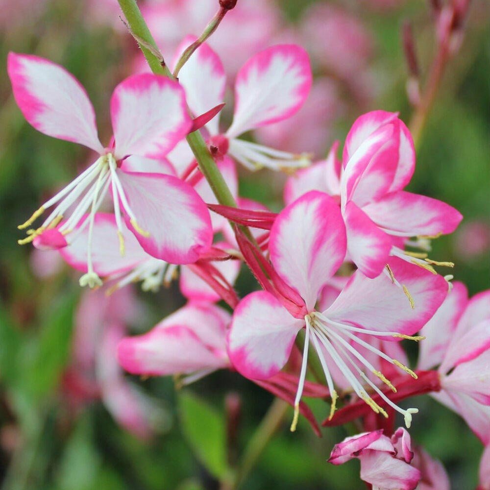 Floarea Albinei (Gaura Lindheimeri), cu flori roz-albe