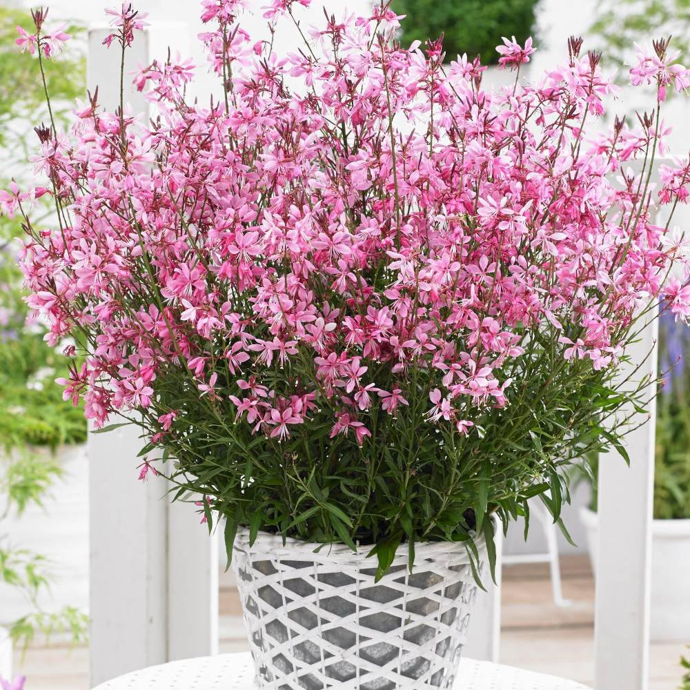 Floarea Albinei (Gaura Lindheimeri), cu flori roz-albe