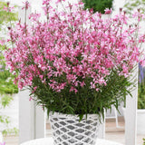 Floarea Albinei (Gaura Lindheimeri), cu flori roz-albe