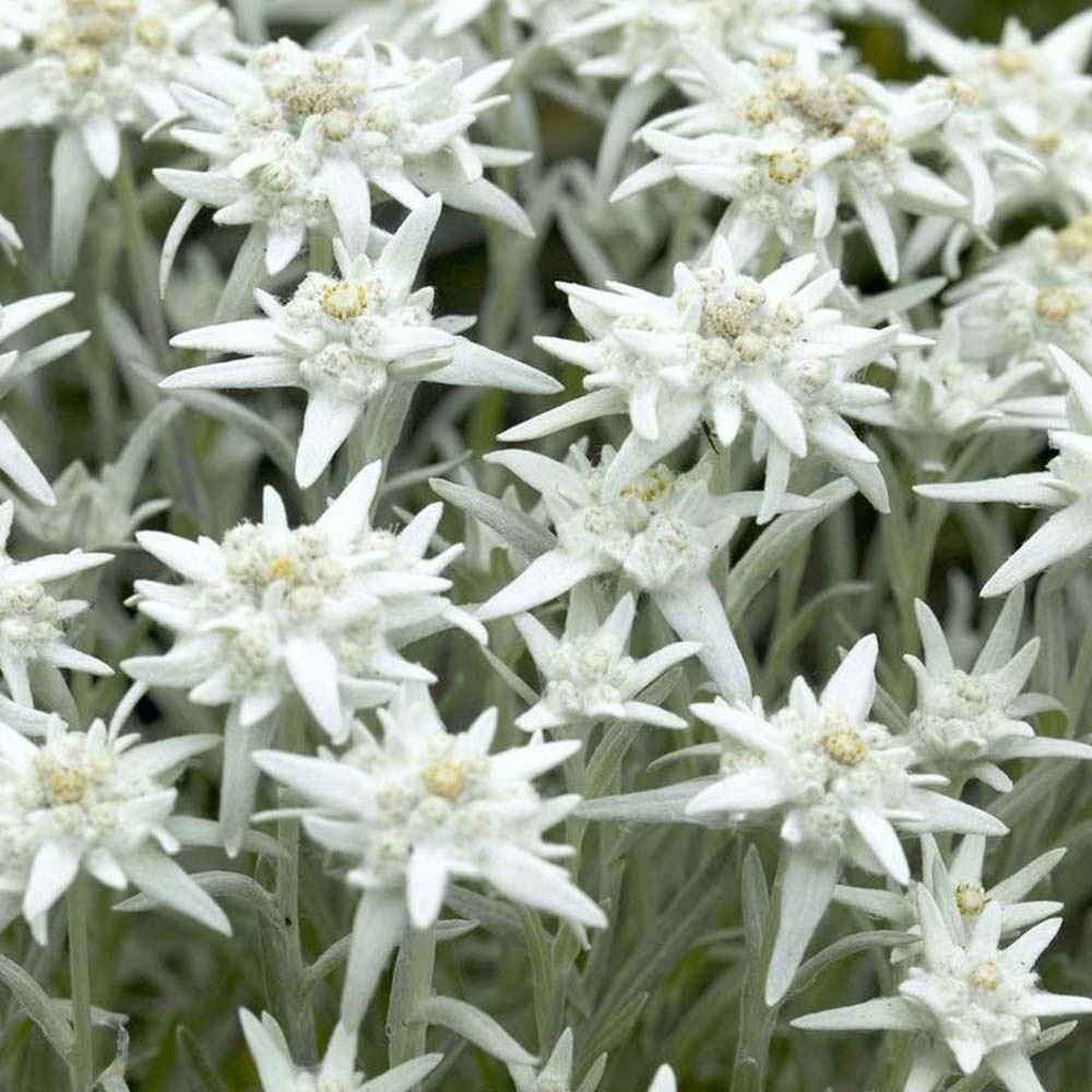 Floarea-de-colt (Leontopodium alpinum), cu flori albe