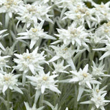 Floarea-de-colt (Leontopodium alpinum), cu flori albe