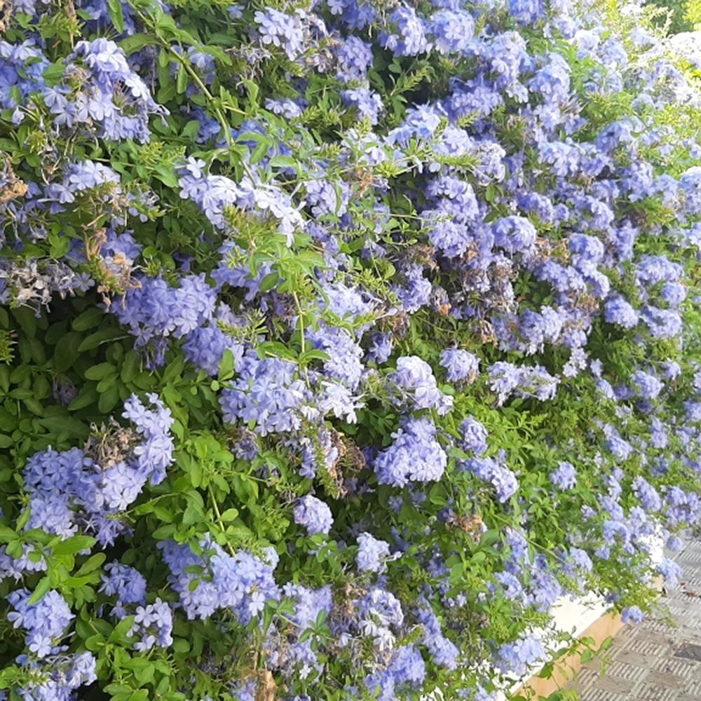 Floarea Dragostei Azur (Plumbago auriculata)