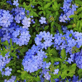 Floarea Dragostei Azur (Plumbago auriculata)