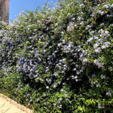 Floarea Dragostei Azur (Plumbago auriculata)