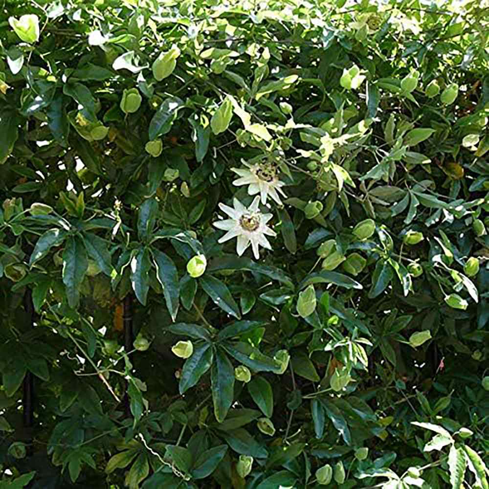 Floarea Pasiunii (Passiflora Caerulea) Constance Elliot, cu flori albe