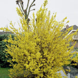 Ploaie de Aur (Forsythia Spectabilis), cu flori aurii