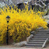 Ploaie de Aur (Forsythia Lynwood), arbust decorativ cu flori galbene primavara,  crestere rapida