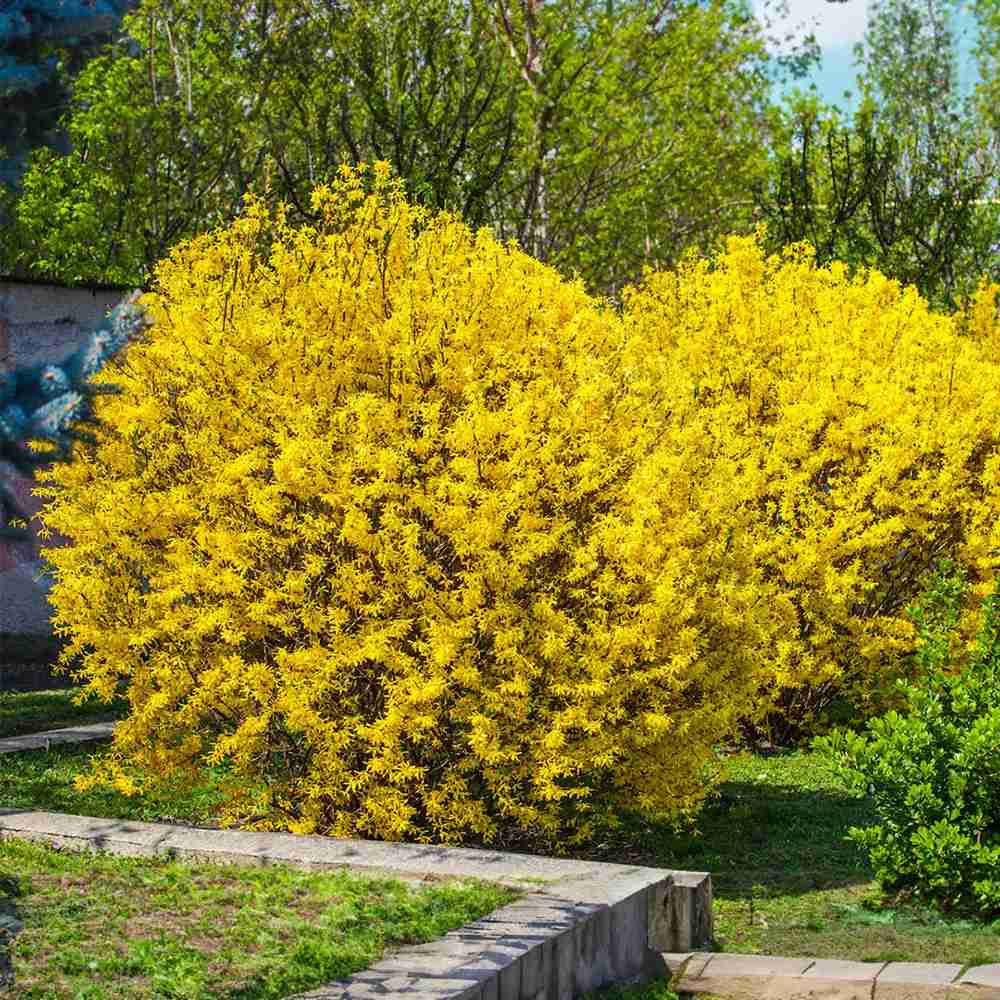Ploaie de Aur (Forsythia Lynwood), arbust decorativ cu flori galbene primavara,  crestere rapida