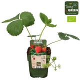 Szamóca (Fragaria × ananassa) Sonata, bőtermő fajta nagy, édes gyümölcsökkel, kertbe, 1. évtől termő