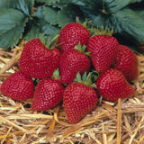 Capsuni curgatori Elan (Fragaria Ananassa), remontanti aroma intensa pentru balcon si gradini urbane