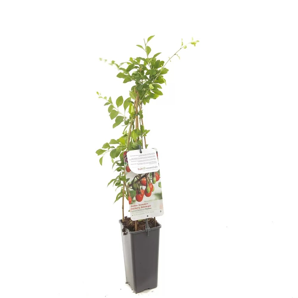 Fructifer Goji (Lycium Barbarum), cu fructe dulci-acrisor rosii