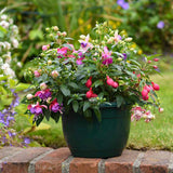 Fuchsia Bella Tricolor, 40-45 cm, in ghiveci cu agatatoare