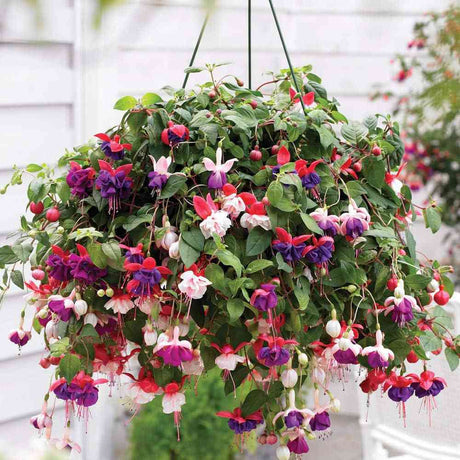 Fuchsia Bella Tricolor, 40-45 cm, in ghiveci cu agatatoare