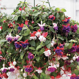 Fuchsia Bella Tricolor, 40-45 cm, in ghiveci cu agatatoare