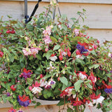 Fuchsia Bella Tricolor, 40-45 cm, in ghiveci cu agatatoare