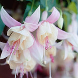 Copacel Cercelus (Fuchsia), 90 cm, flori roz alb spectaculoase planta decorativa de terasa