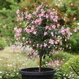 Copacel Cercelus (Fuchsia), 90 cm, flori roz alb spectaculoase planta decorativa de terasa
