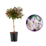 Copacel Cercelus (Fuchsia), 90 cm, flori roz alb spectaculoase planta decorativa de terasa