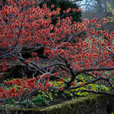 Varázsmogyoró (Hamamelis × intermedia) Ruby Glow, díszcserje rubinvörös virágokkal, január–márciusi virágzással, fagytűrő