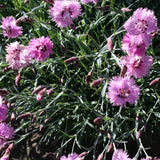 Garofita Altrosa