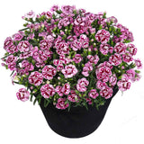 Garofita Bicolor Sunflor Charmy, cu flori roz-rosu si marginii albe, parfum puternic
