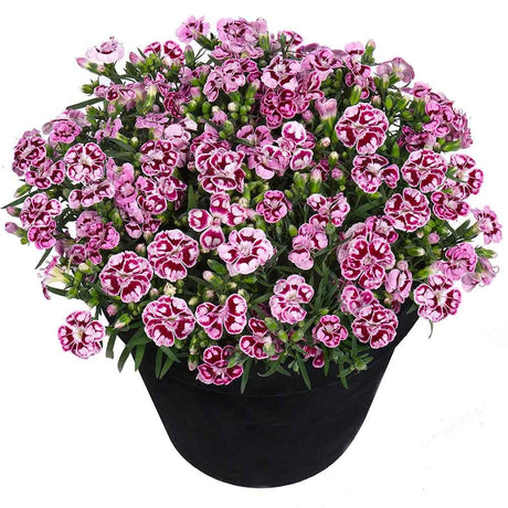 Garofita Bicolor Sunflor Charmy, cu flori roz-rosu si marginii albe, parfum puternic