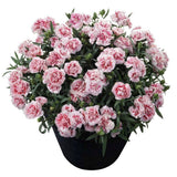 Garofita (Dianthus) Bicolor Sunflor Megan, cu flori roz-alb parfumati