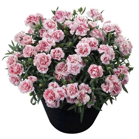 Garofita (Dianthus) Bicolor Sunflor Megan, cu flori roz-alb parfumati