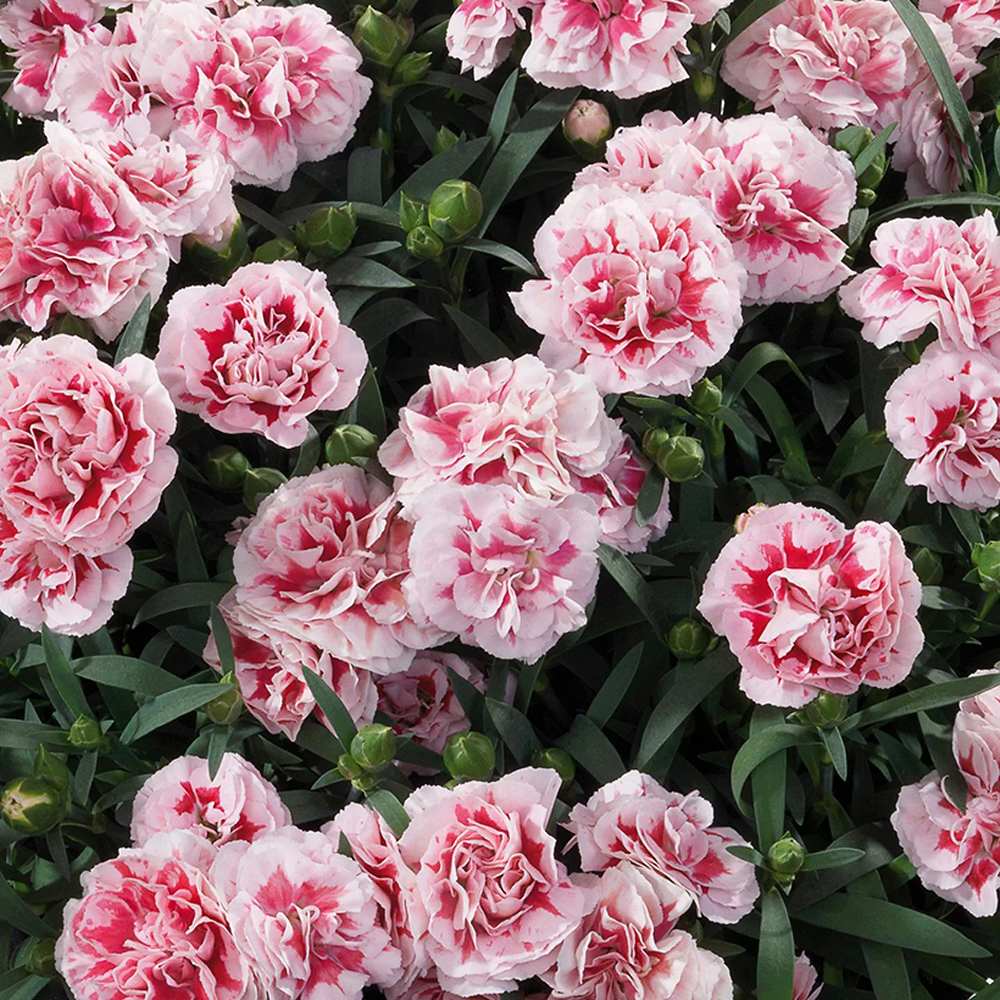 Garofita (Dianthus) Bicolor Sunflor Megan, cu flori roz-alb parfumati