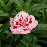 Garofita (Dianthus) Bicolor Sunflor Megan, cu flori roz-alb parfumati