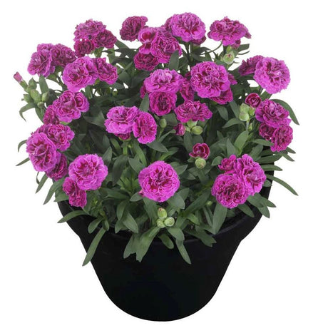 Garofita (Dianthus) Sunflor Sinclair, cu flori violet-inchis si parfumati dulci