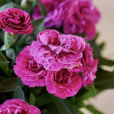 Garofita (Dianthus) Sunflor Sinclair, cu flori violet-inchis si parfumati dulci