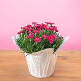Garofita Diantica Early Love, cu flori roz intens si parfum puternic