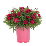 Garofita Diantica Early Love, cu flori roz intens si parfum puternic
