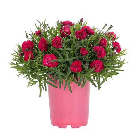 Garofita Diantica Early Love, cu flori roz intens si parfum puternic