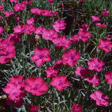 Garofita Piticea Badenia