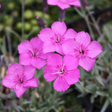 Garofita Piticea Blauigel