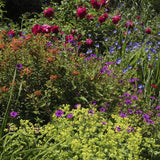 Ciocul Berzei Geranium Anne Thomson