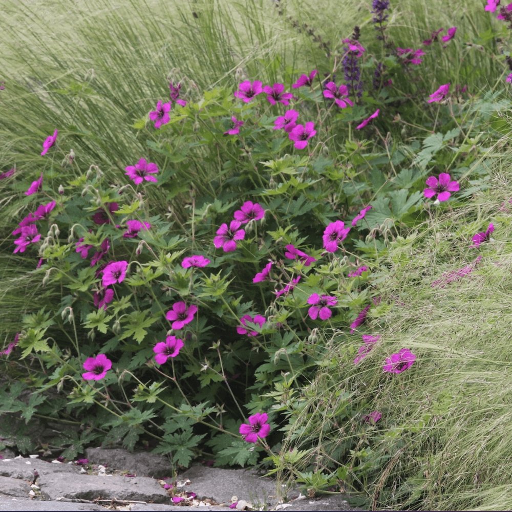 Ciocul Berzei Geranium Anne Thomson