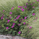 Ciocul Berzei Geranium Anne Thomson