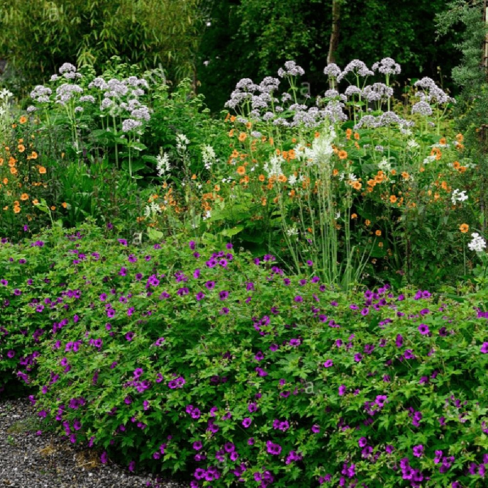 Ciocul Berzei Geranium Anne Thomson