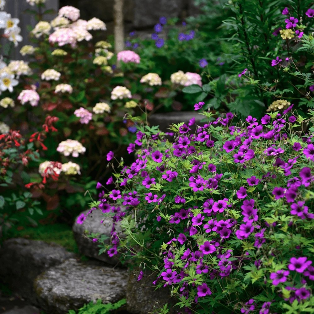 Ciocul Berzei Geranium Anne Thomson