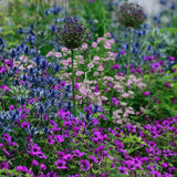 Ciocul Berzei Geranium Anne Thomson
